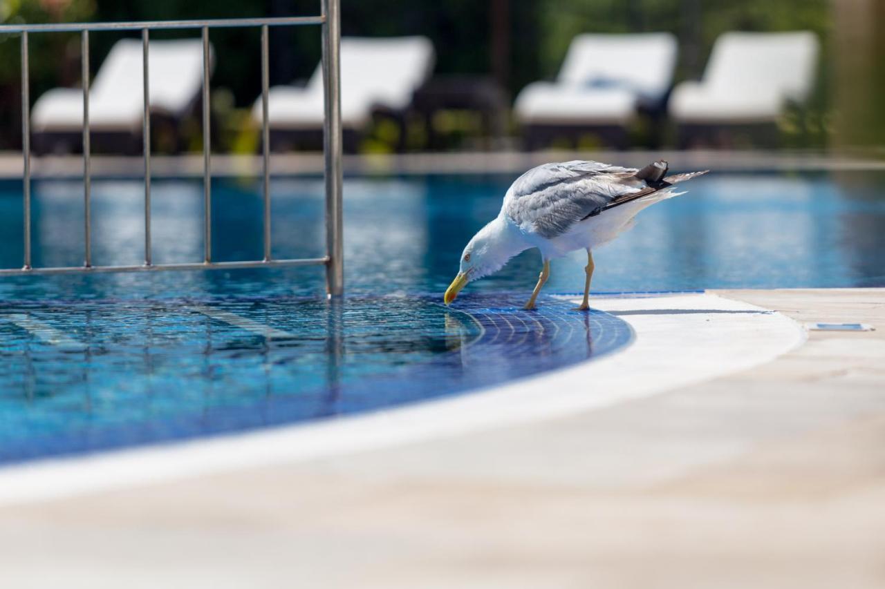 سفيتي فلاس Villa Florence Boutique Apart Hotel المظهر الخارجي الصورة